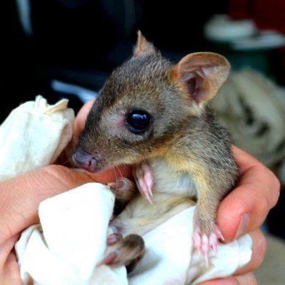 A study used marsupials, such as this rat kangaroo, to challenge current ideas about how mammals evolved stronger hearing than reptiles. Pic: Stephanie Hing.